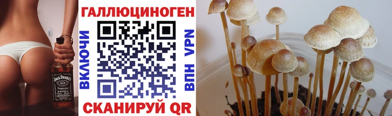 Галлюциногенные грибы Psilocybine cubensis  Рубцовск 